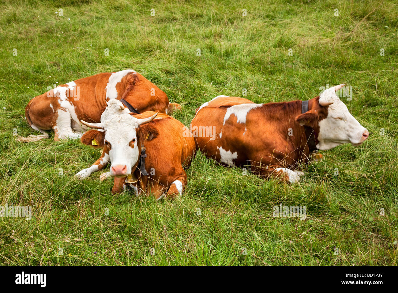 Cows with cowbells on the Austrian German border Stock Photo