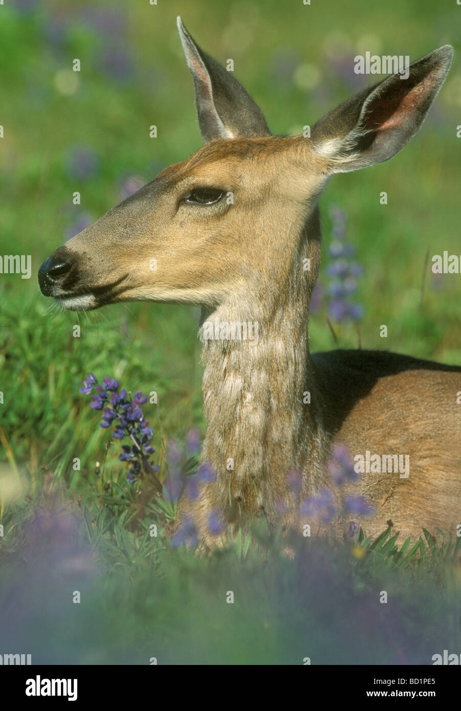 Black-tailed or Mule Deer (Odocoileus hemionus) portrait in lupine meadow, Hurricane Ridge, Olympic National Park, Washington Stock Photo