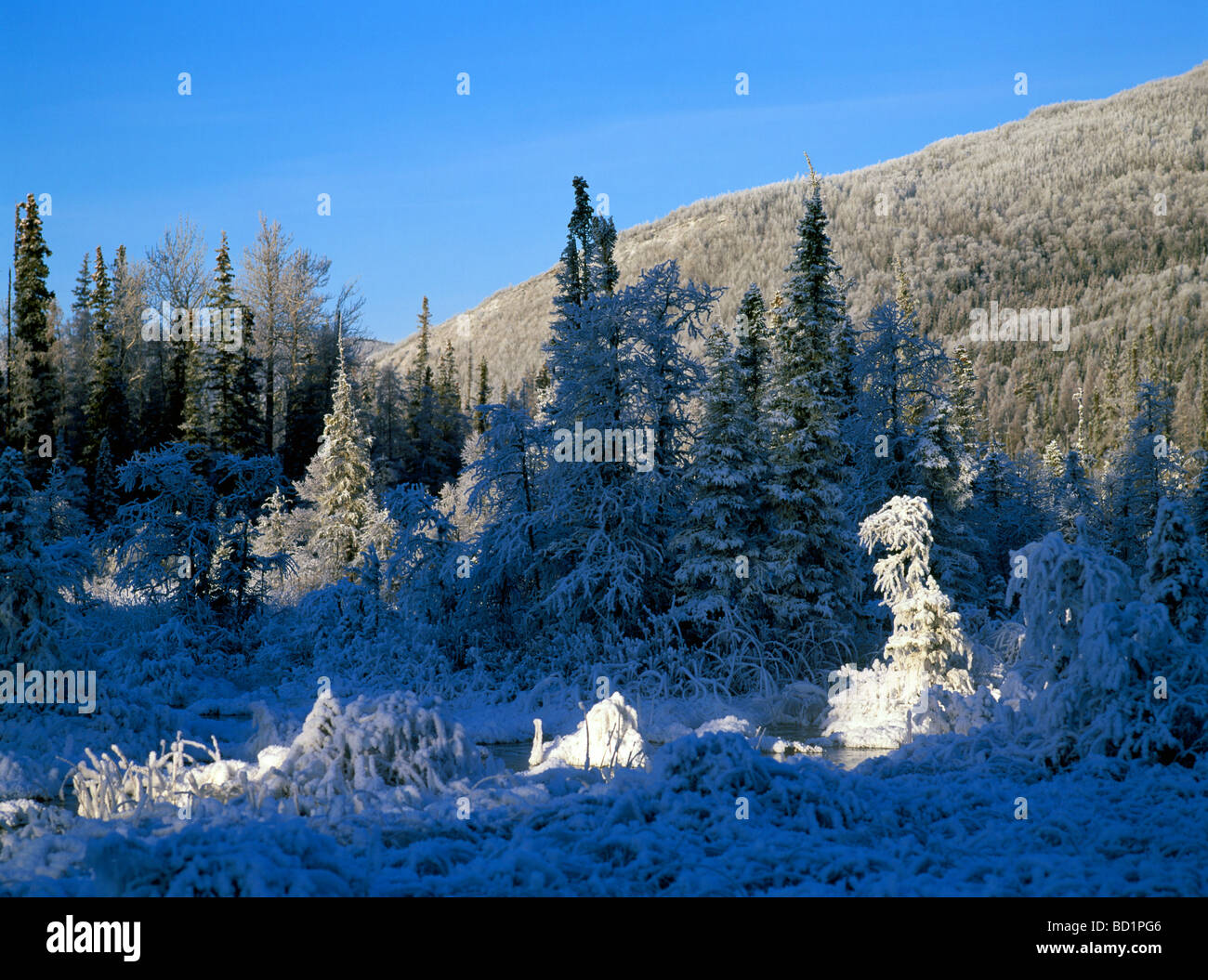 Winter Setting of Frosted Trees in a Warm Marsh in Liard River Hot Springs Provincial Park in Northern British Columbia Canada Stock Photo