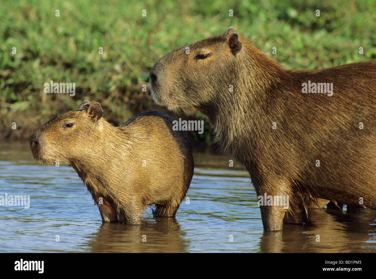 Capybaras (Hydrochaeris hydrochaeris) pair in river, Llanos, Venezuela Stock Photo