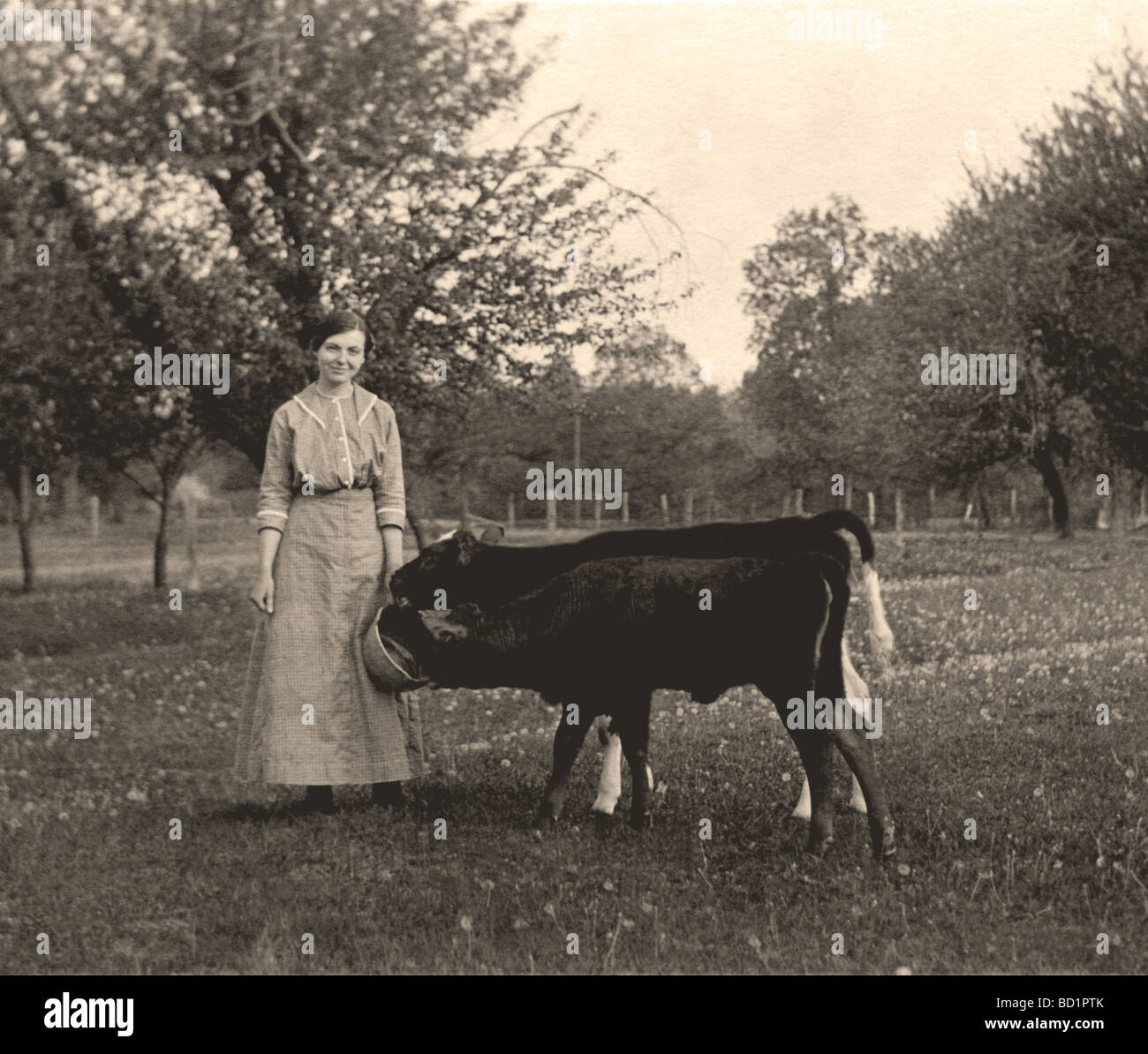 Woman Feeding Pair of Young Cows Stock Photo Alamy