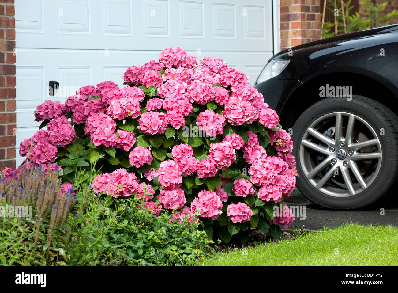 Pink Hydrangea in garden of suburban house Stock Photo - Alamy