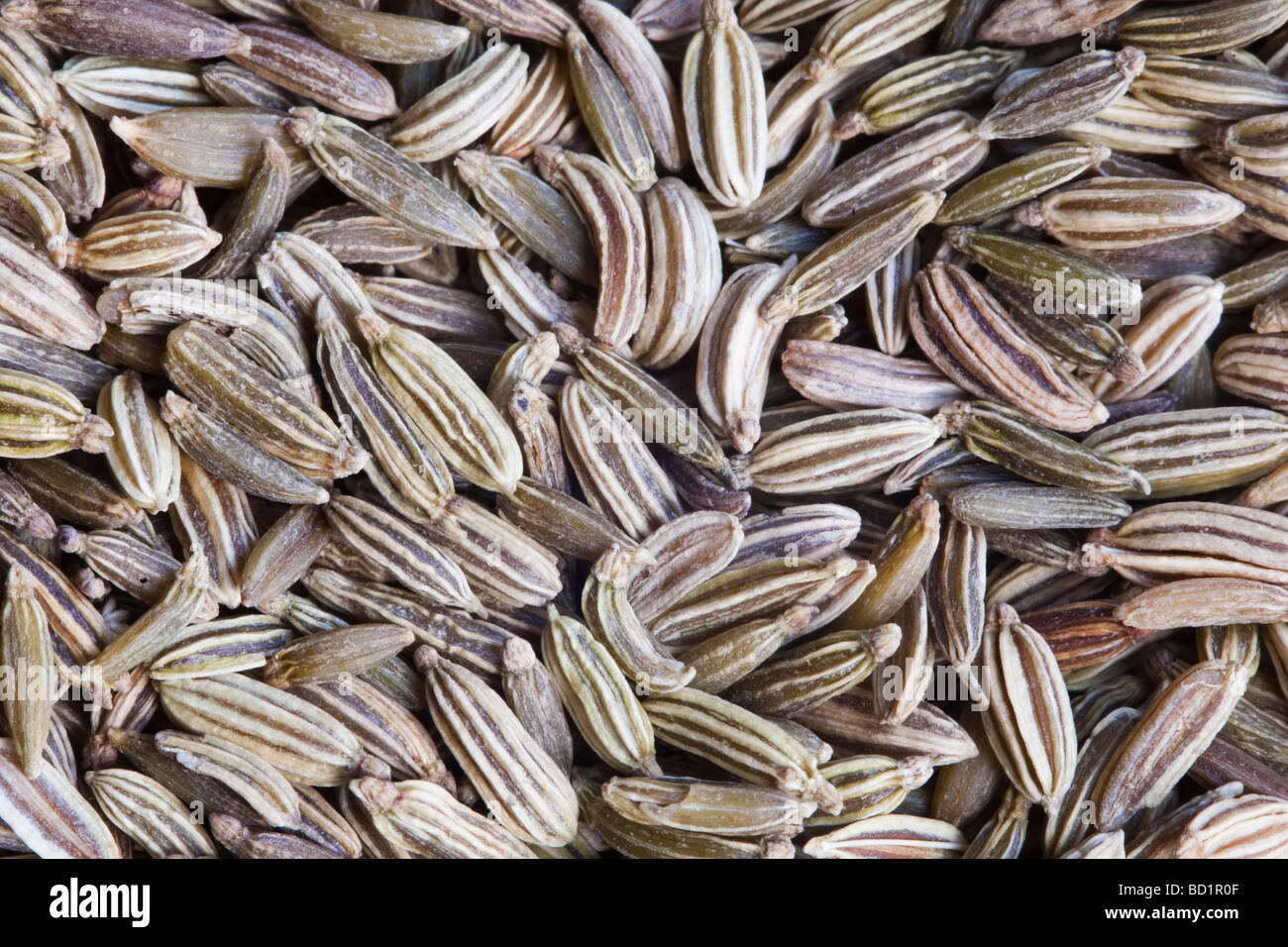 dried fennel seeds Stock Photo Alamy