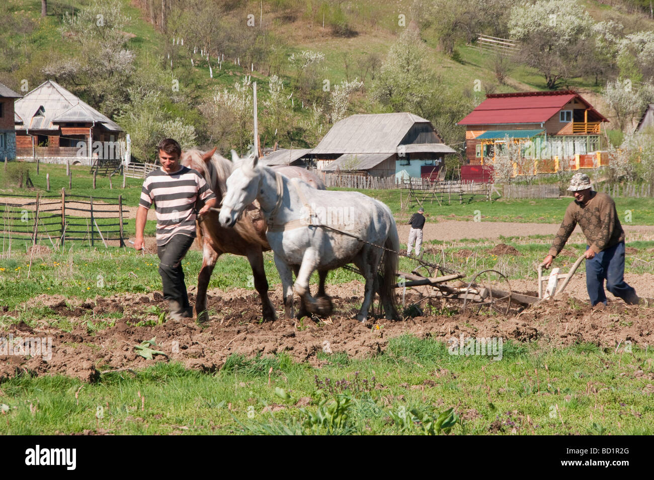 Maramures peasant father and son doing spring plowing with horse drawn plow Stock Photo