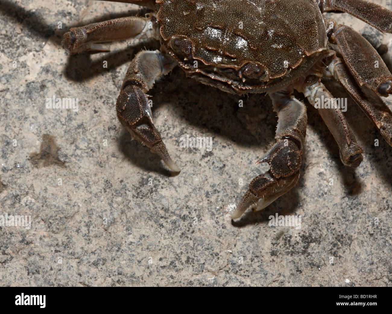Chinese Mitten Crab Eriocheir Sinensis River Thames London Invading Chinese Mitten Crab Eriocheir Sinensis River Thames London Invading