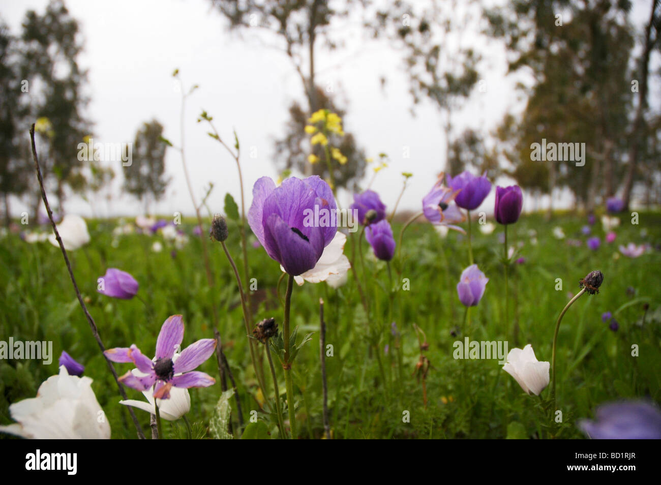 Israeli wildflowers hi-res stock photography and images - Alamy