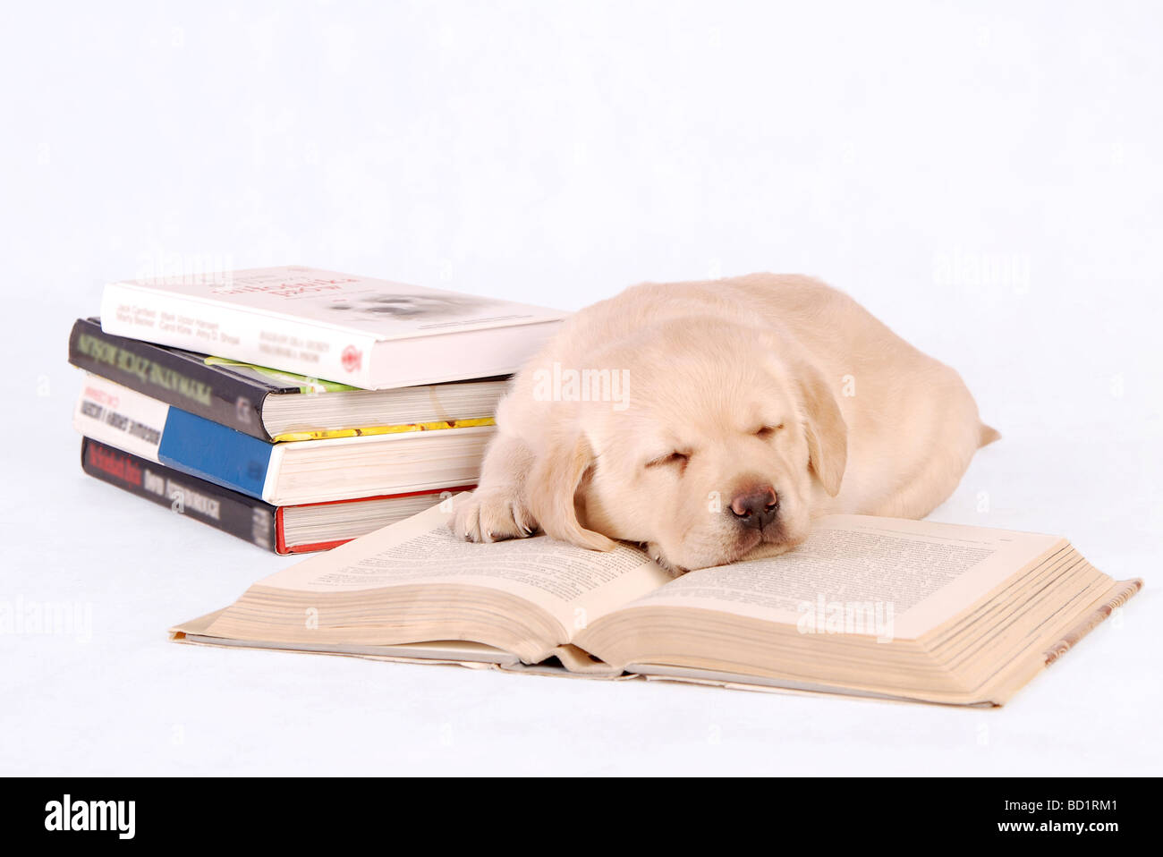 SLEEPING LABRADOR PUPPY WITH BOOKS  white background Stock Photo