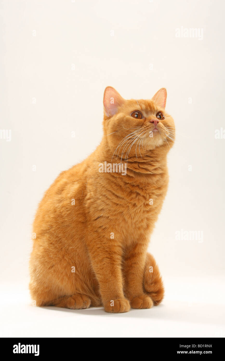 British Shorthair Cat solid red Stock Photo