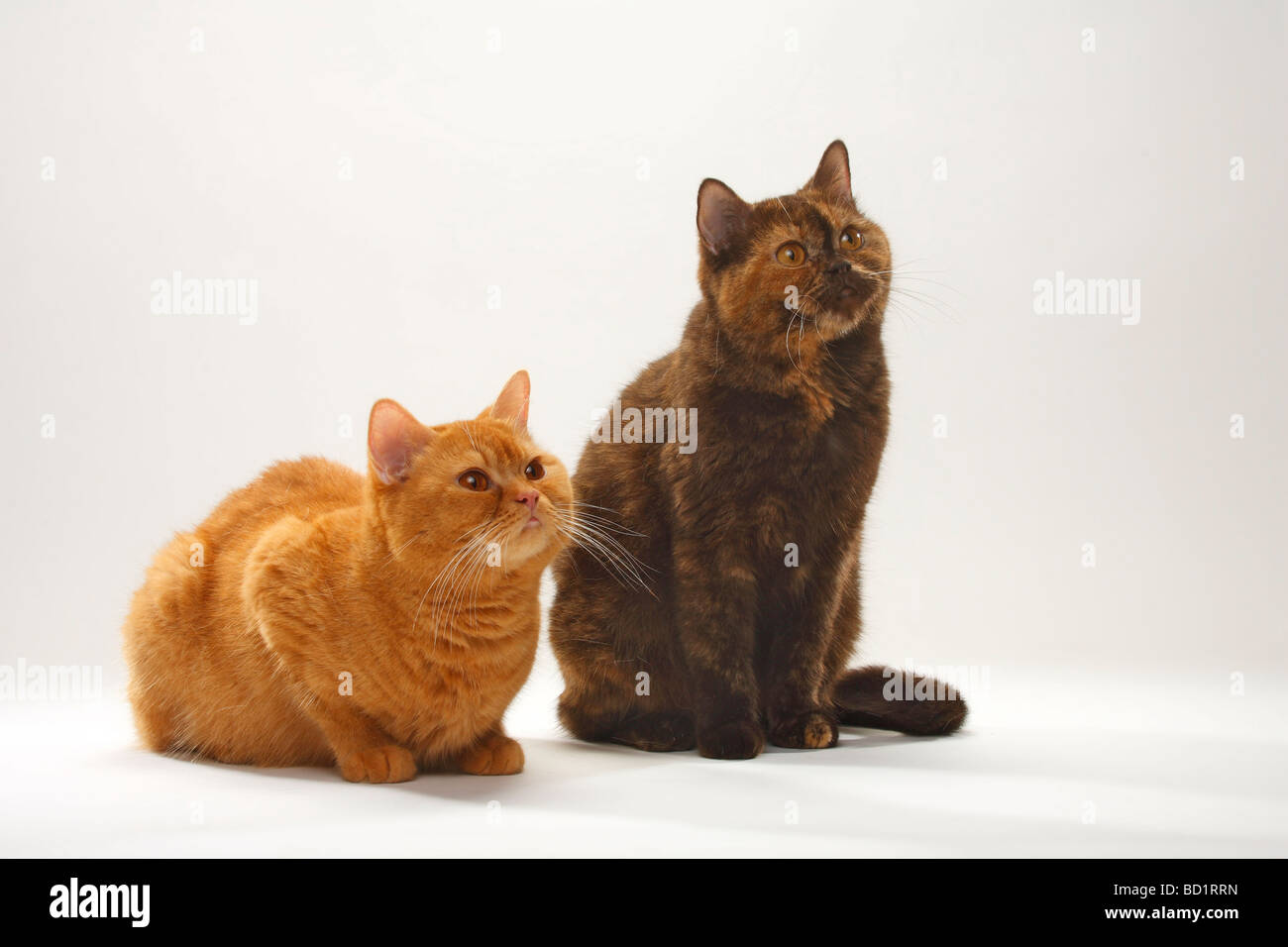 British Shorthair Cat solid red and chocolate tortie Stock Photo