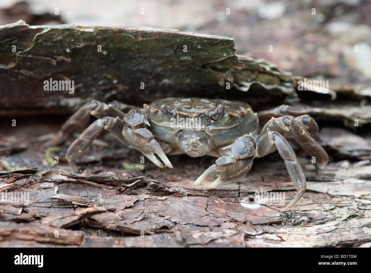 Chinese Mitten Crab Eriocheir Sinensis River Thames London Invading Chinese Mitten Crab Eriocheir Sinensis River Thames London Invading