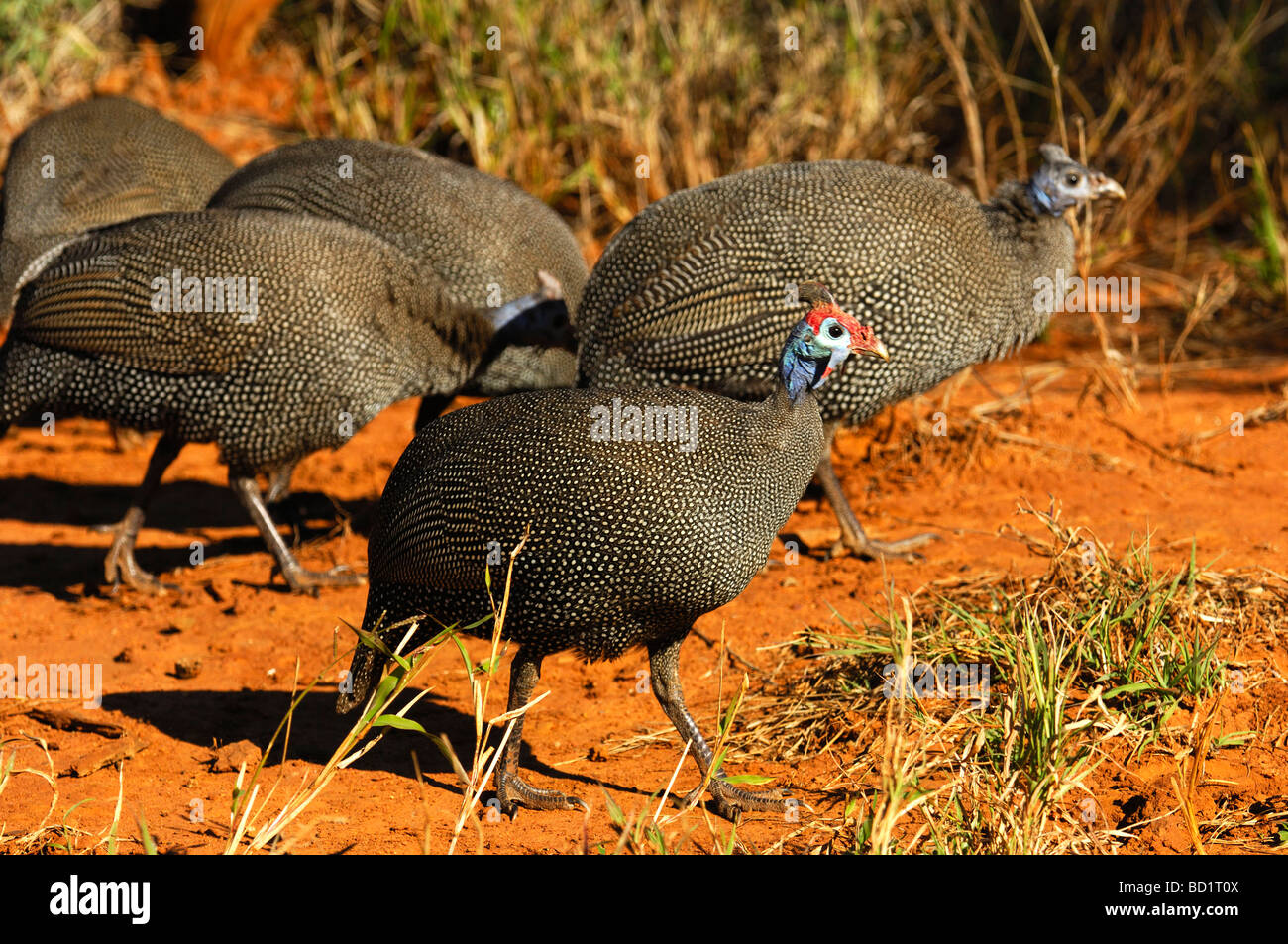 Helmeted Guineafowl, Numida meleagris, Madikwe Game Reserve, South Africa Stock Photo