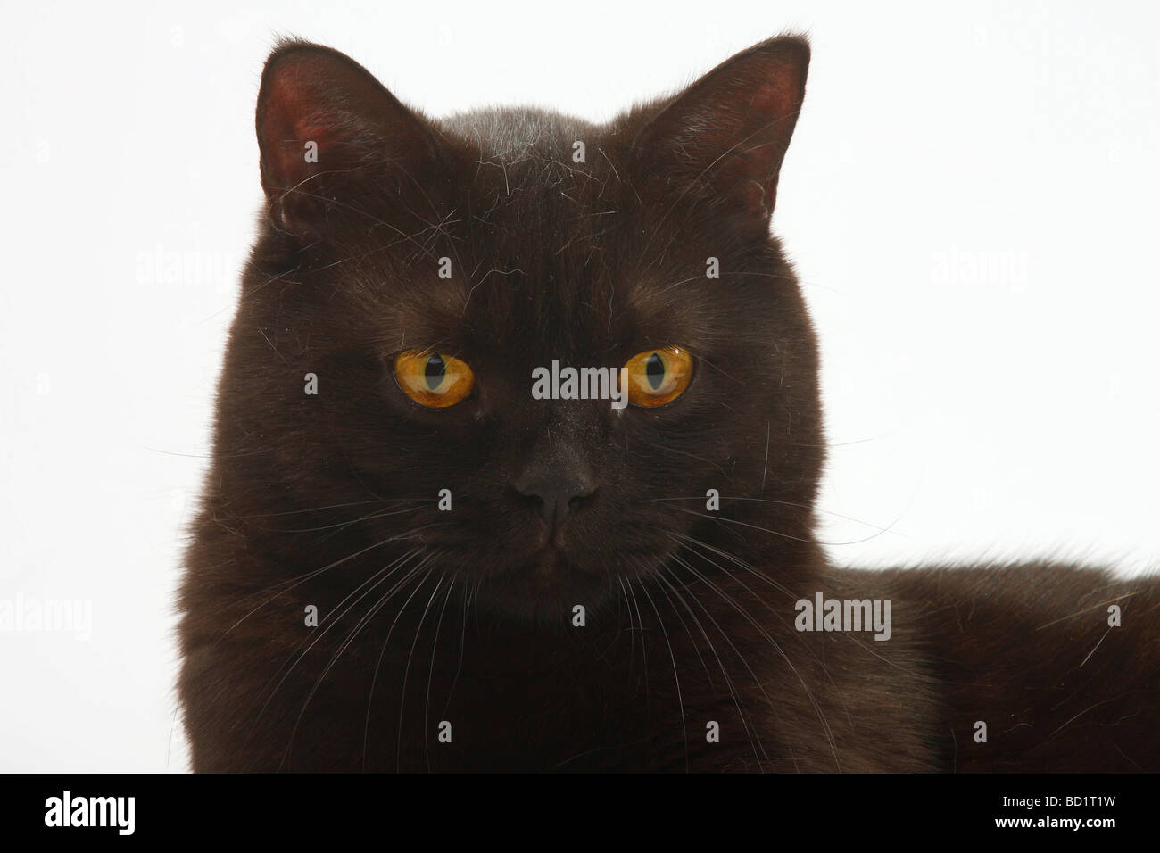 Male Black British Shorthair Cat Stock Photos Male Black British