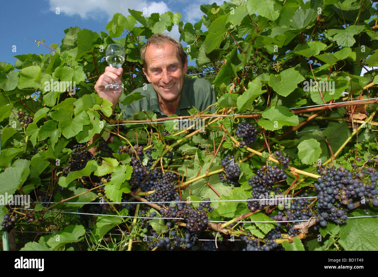 English wine maker Martin Vickers at his vineyard in Halfpenny Green near Wolverhampton England Uk Stock Photo