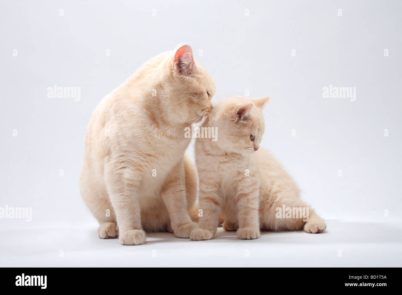 British Shorthair Cat Two Kittens Stock Photos British Shorthair