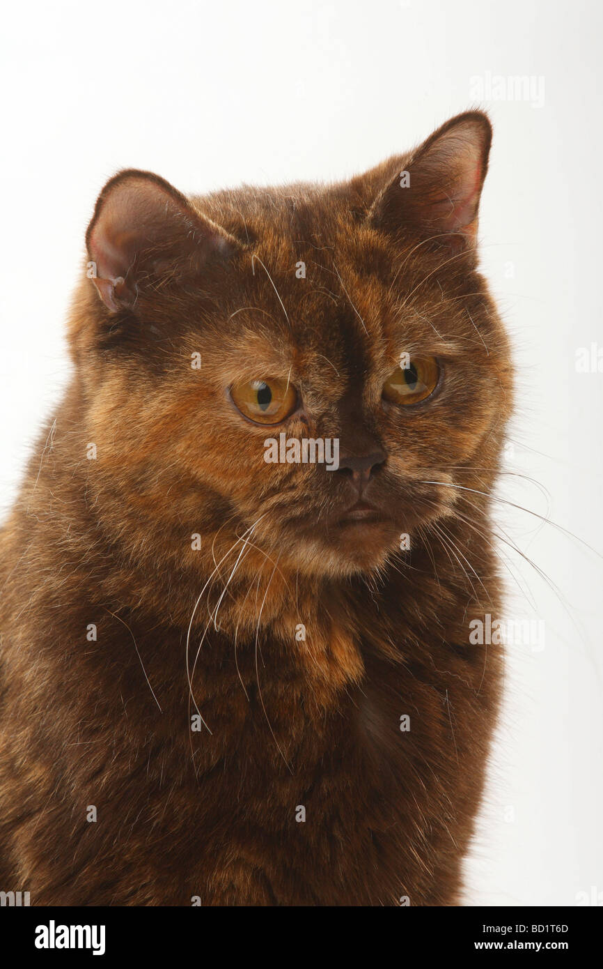 Tortie Cat Stock Photos & Tortie Cat Stock Images Alamy