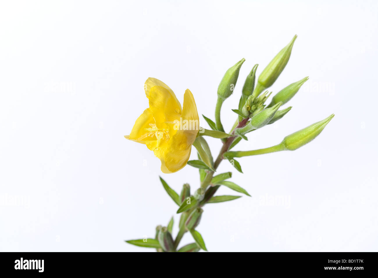 Evening primrose on white background Stock Photo - Alamy