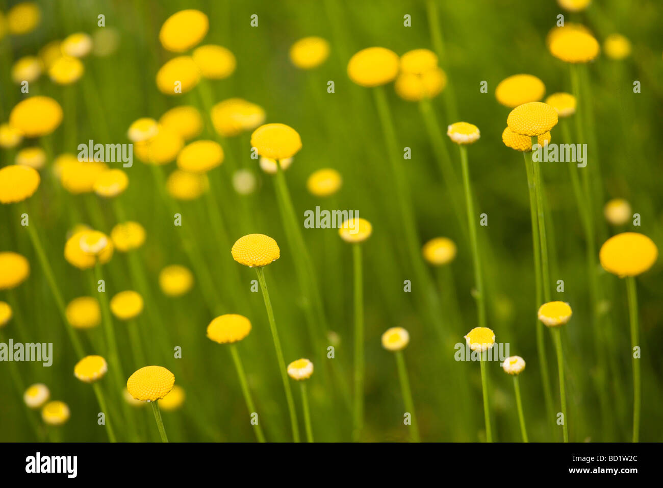 Yellow flowers of Santolina rosmarinifolia syn Santolina virens Stock Photo