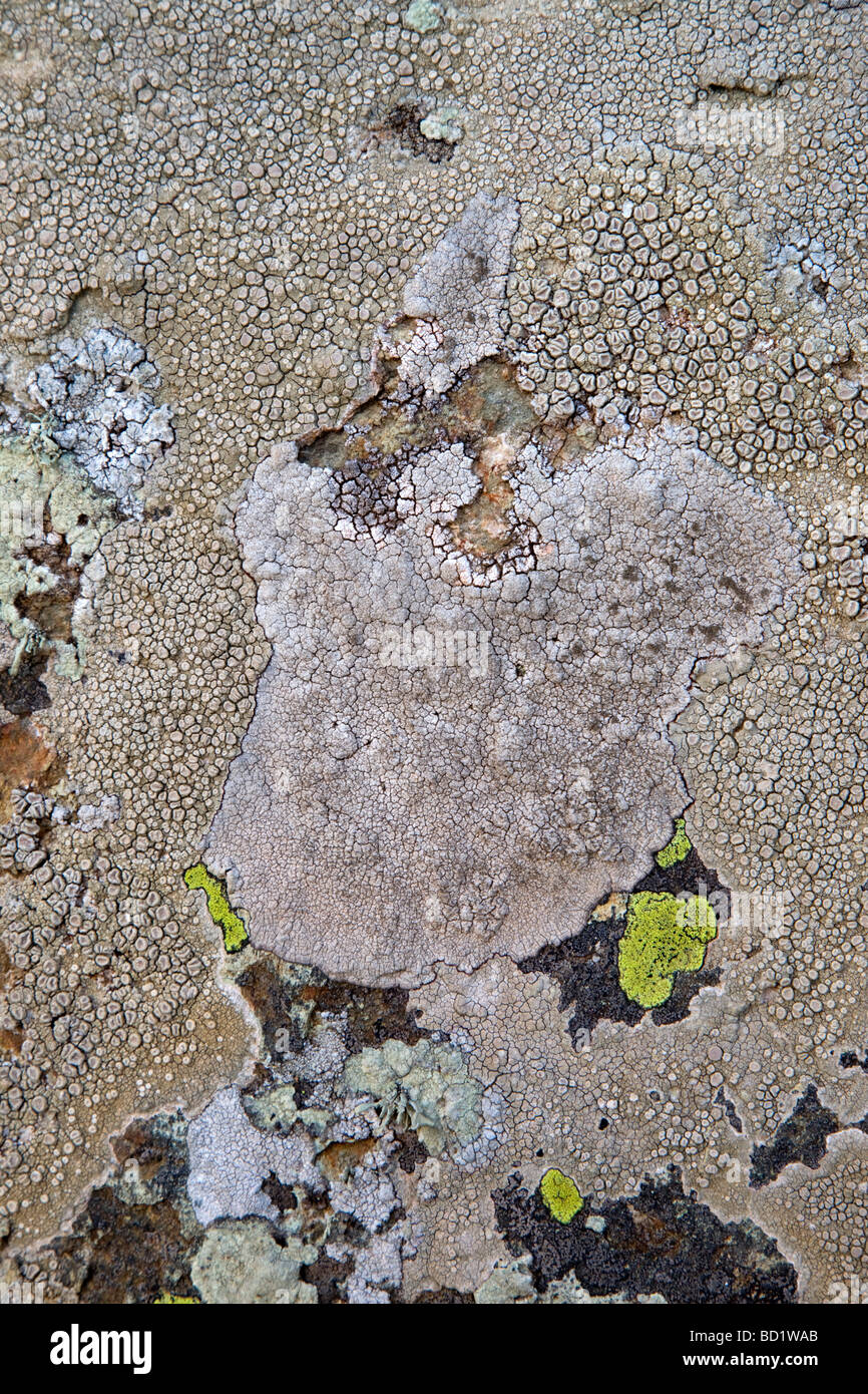 crabs eye lichen Ochrolechia parella crawfish lichen light crottle