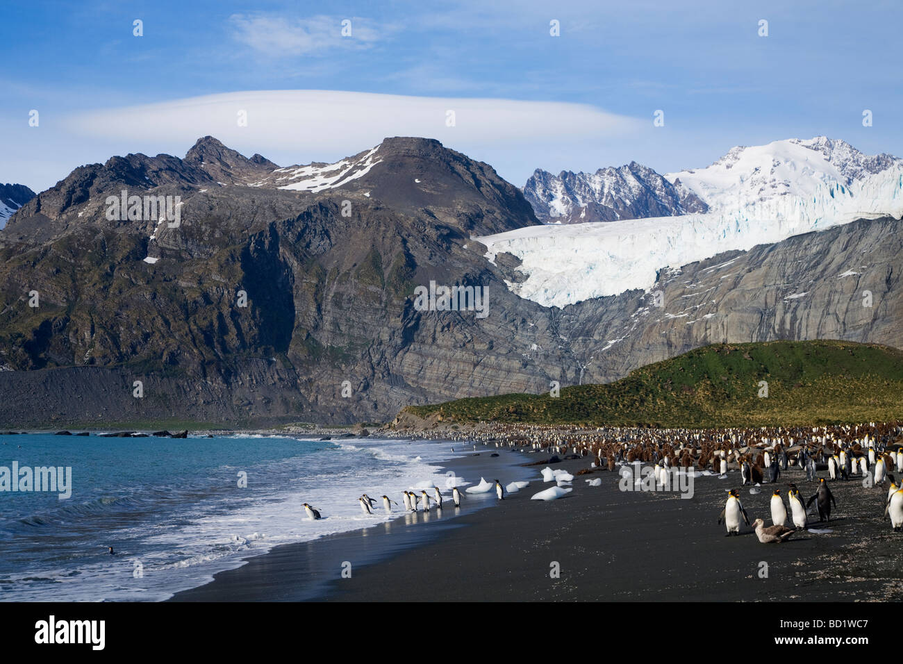 King penguins Aptenodytes patagonicus on beach at Gold Harbour South Georgia Antarctica Stock Photo