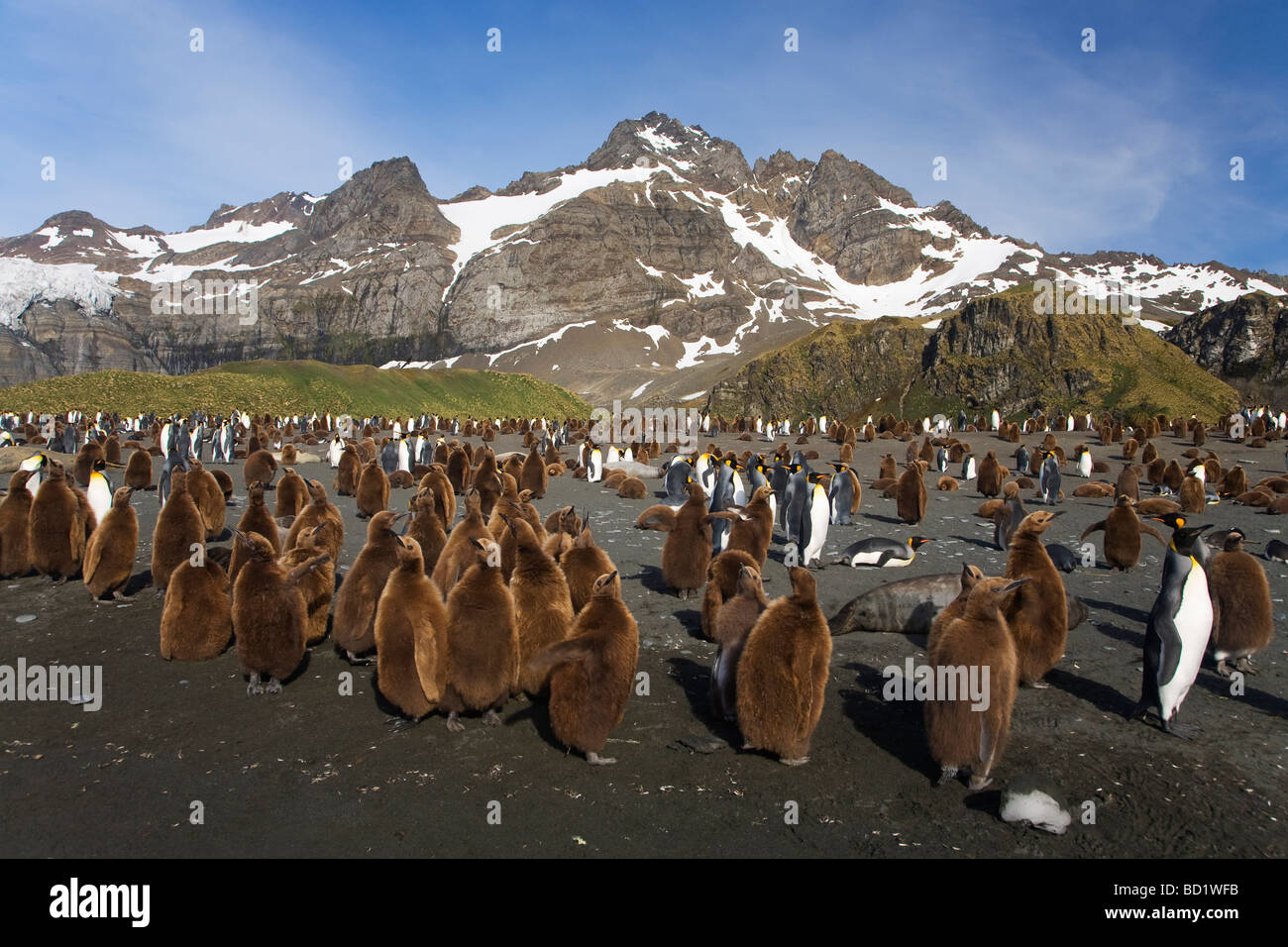 King penguins Aptenodytes patagonicus on the beach at Gold Harbour South Georgia Antarctica Stock Photo
