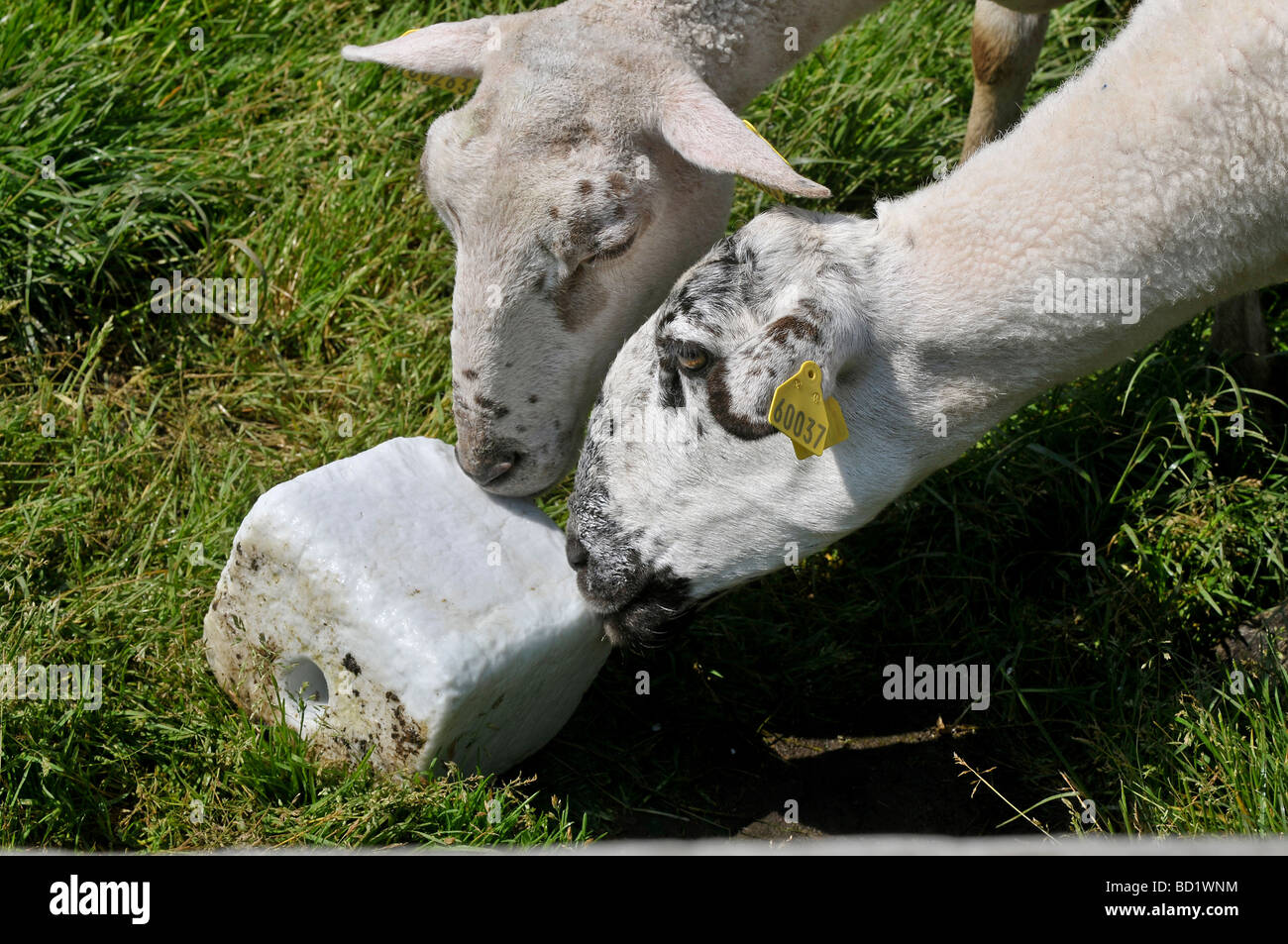 Salt lick block hires stock photography and images Alamy