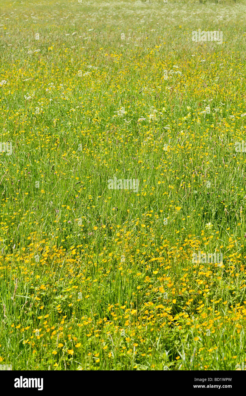 A yellow flowers prairie Stock Photo Alamy