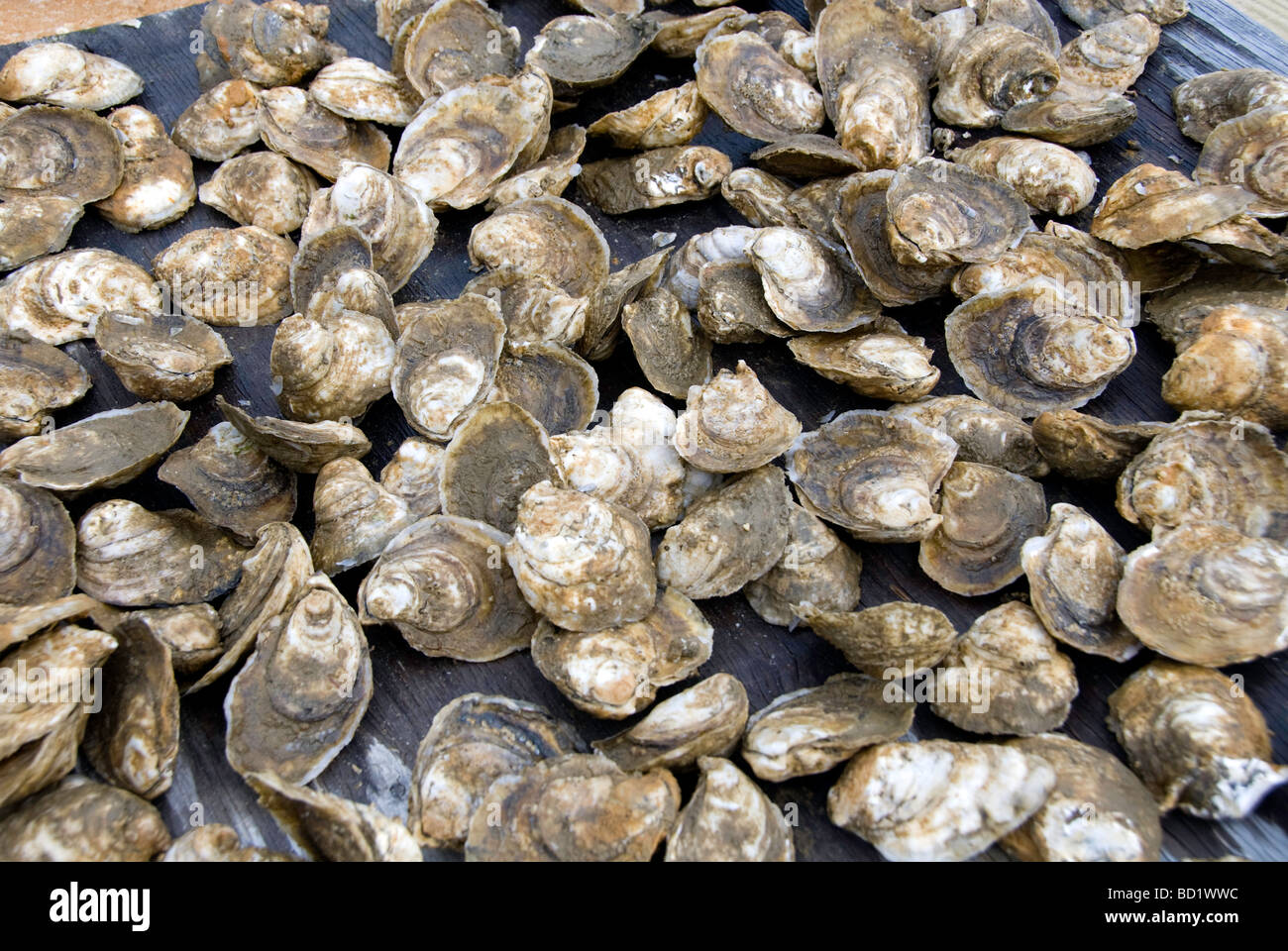 Aquafarming hires stock photography and images Alamy