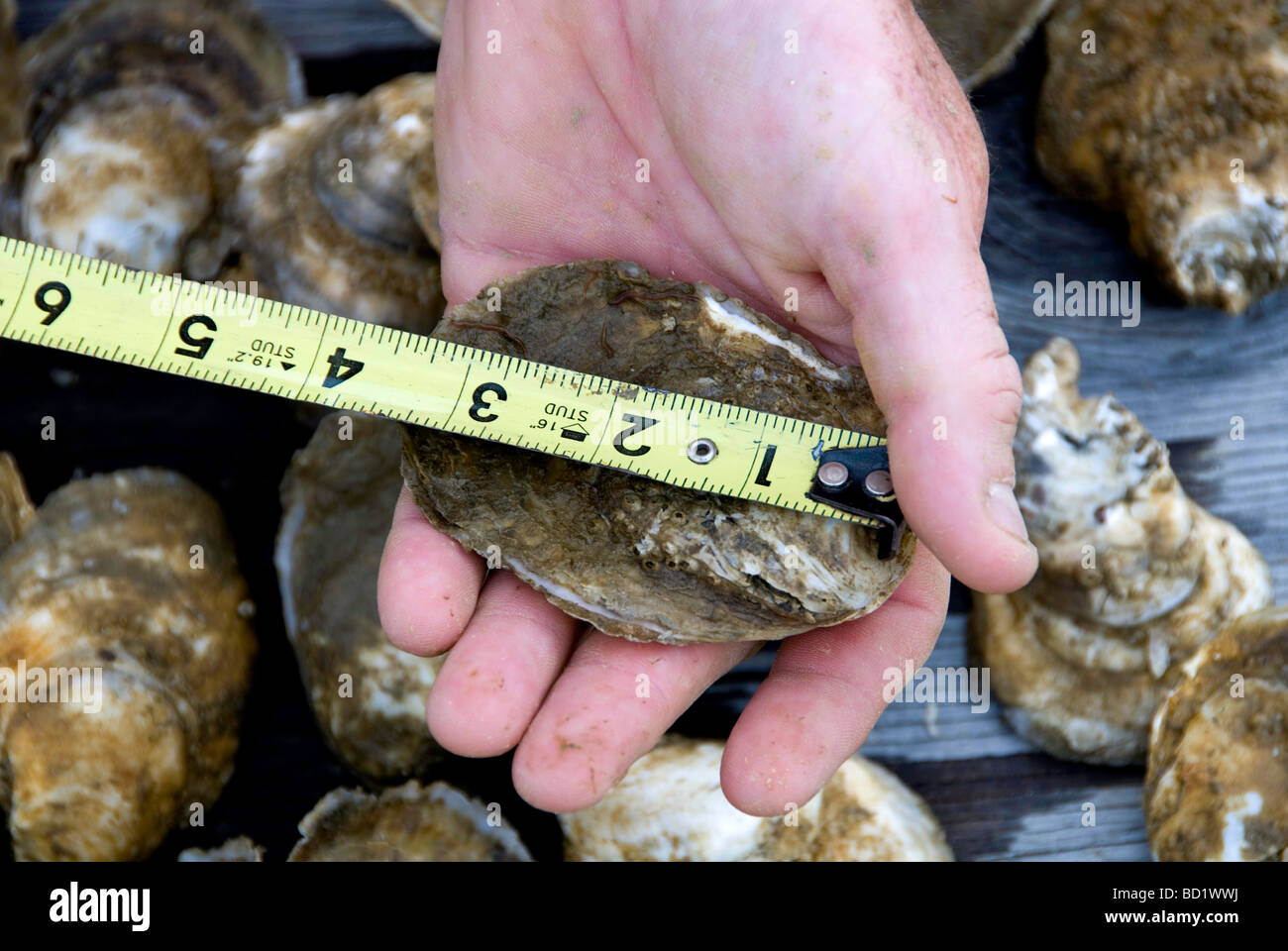 Oysters farm raised on Potomac River in Chesapeake Bay aquafarming