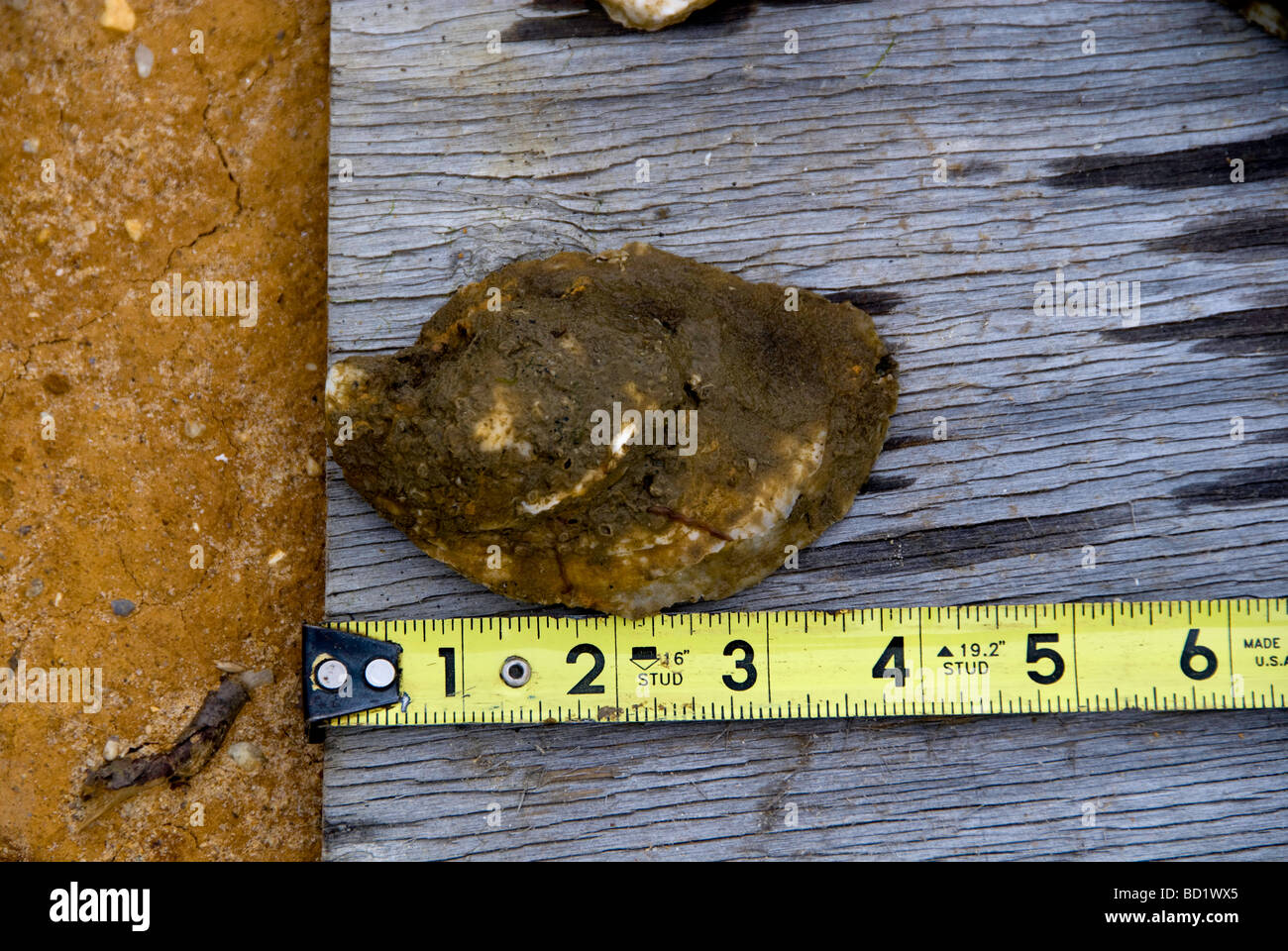 Oysters farm raised on Potomac River in Chesapeake Bay aquafarming