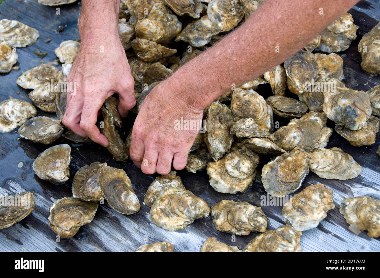 Oysters farm raised on Potomac River in Chesapeake Bay aquafarming ...