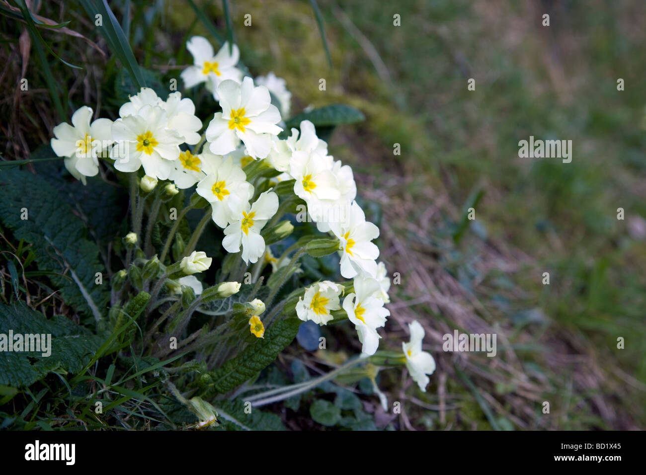 primroses Primula vulgaris spring cornwall Stock Photo