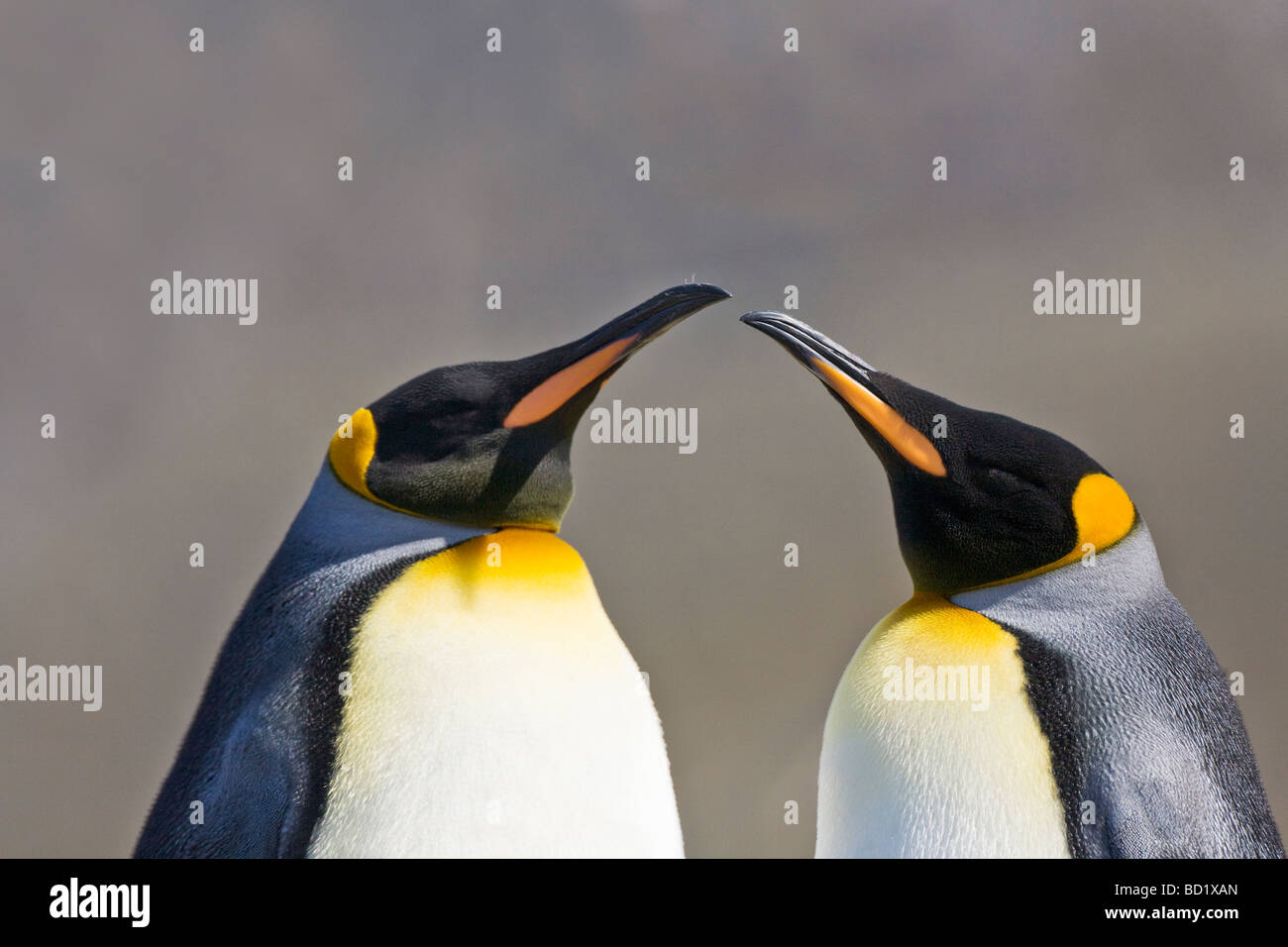 King penguins Aptenodytes patagonicus Gold Harbour South Georgia ...