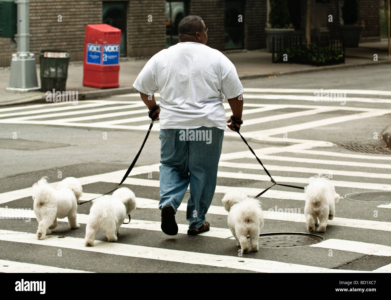 Dog Walker in New York City. 4 dogs. Stock Photo