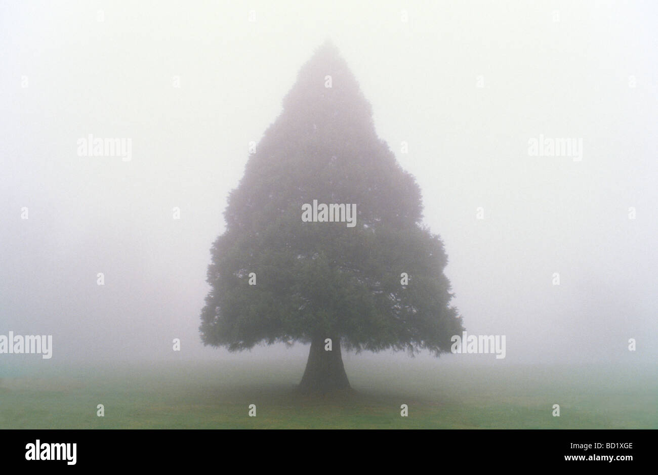 Triangular shape tree hi-res stock photography and images - Alamy