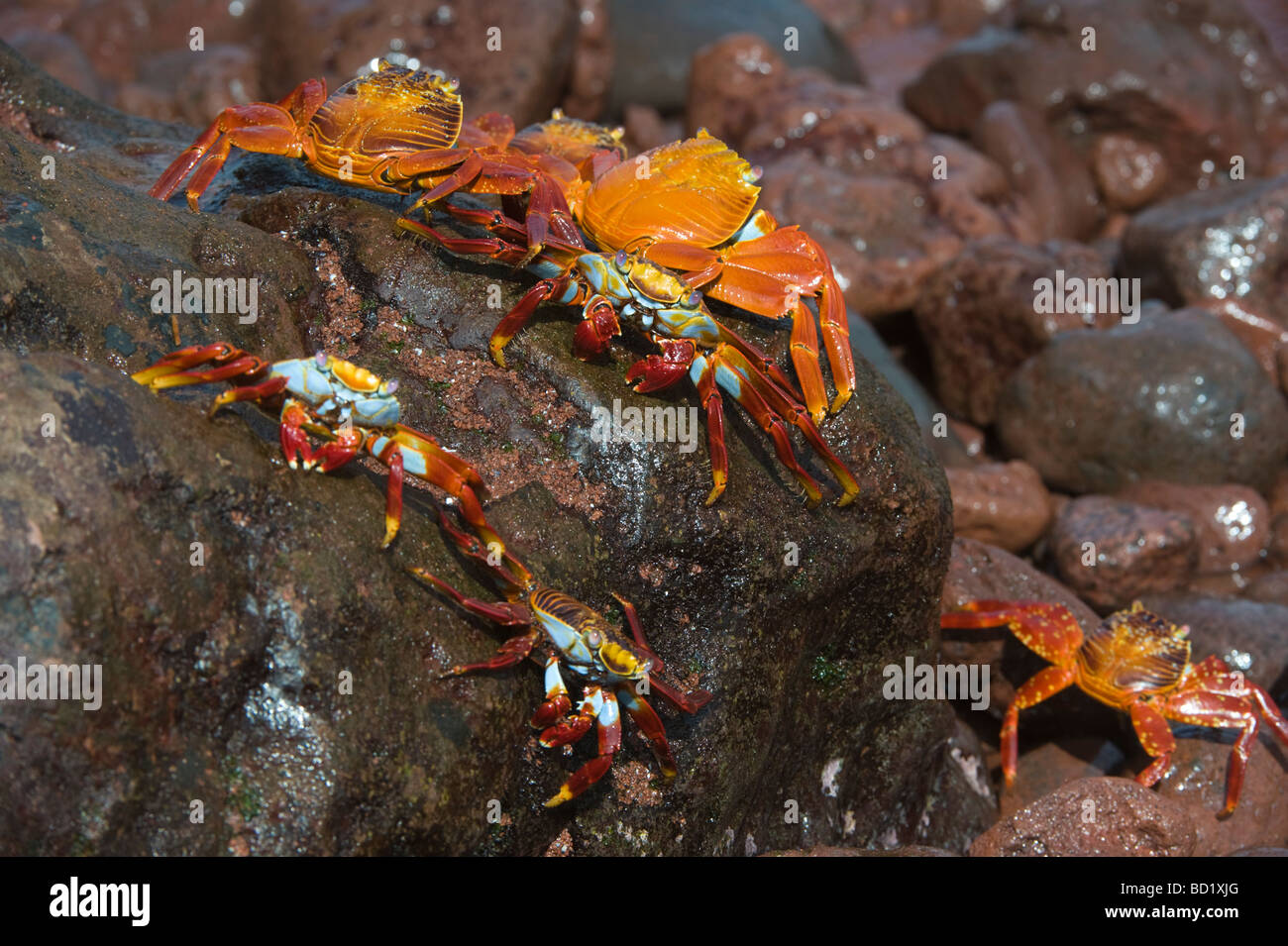 Sally lightfoot crabs (Grapsus grapsus) Rabida Galapagos Pacific Ocean South America May Stock Photo