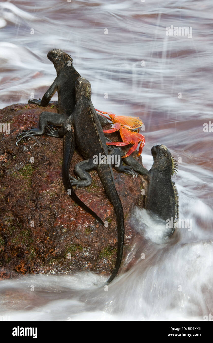 Marine Iguana (Amblyrhynchus cristatus) and crabs braving the waves on iron rich rock Rabida Galapagos Pacific Ocean Stock Photo