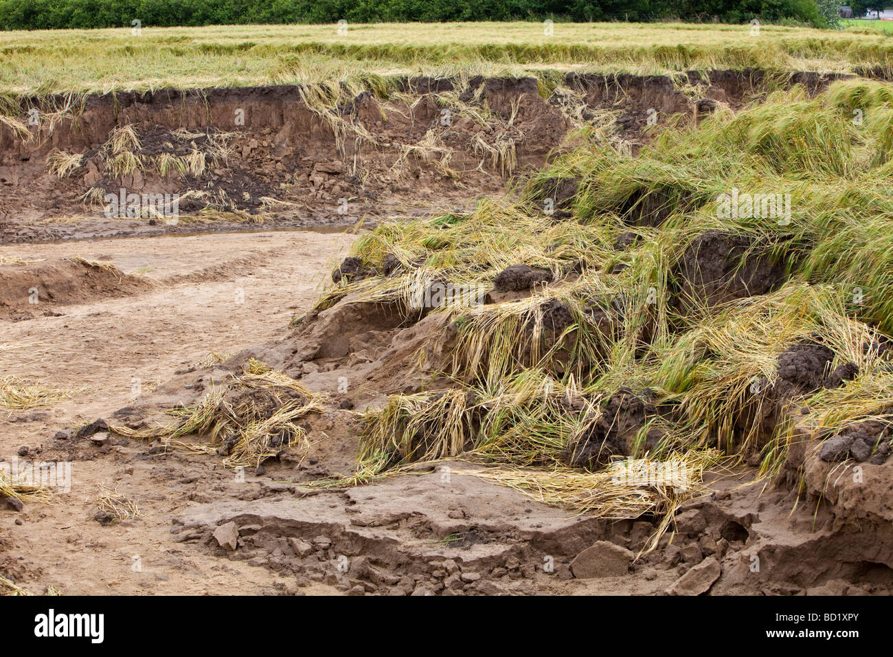 The Durham canyon caused by flooding which eroded away thousands of tons of soil from a field near Durham, UK. Stock Photo