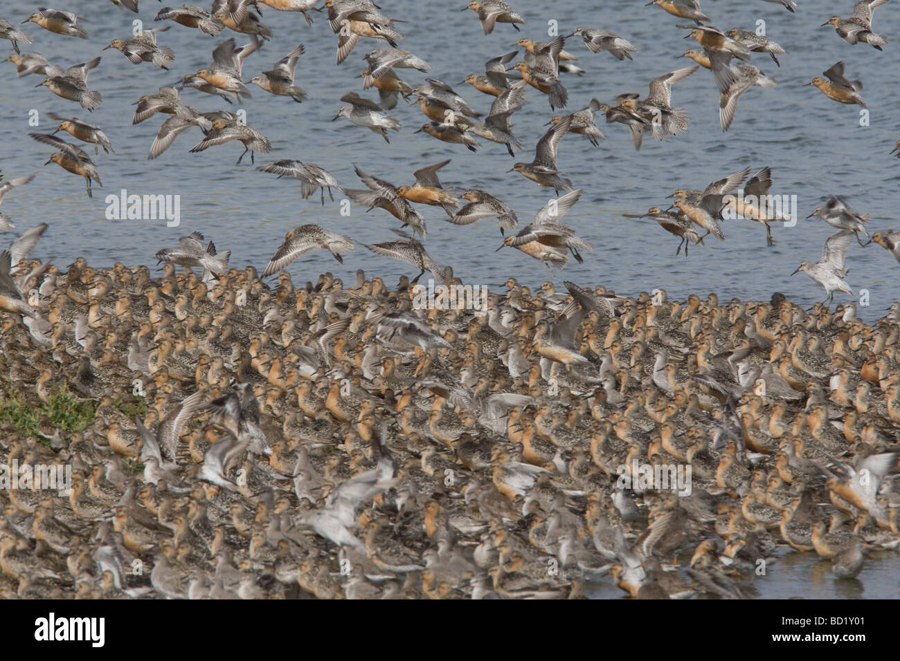 red knot (calidris canutus) in a large flock at Snettisham RSPB, Norfolk Stock Photo