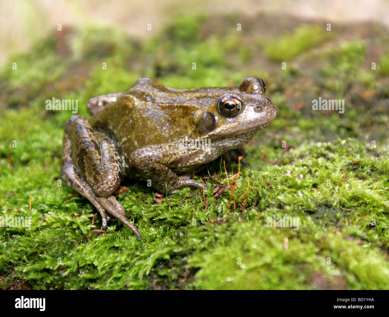 Common Frog, European Common Frog or European Common Brown Frog, Rana