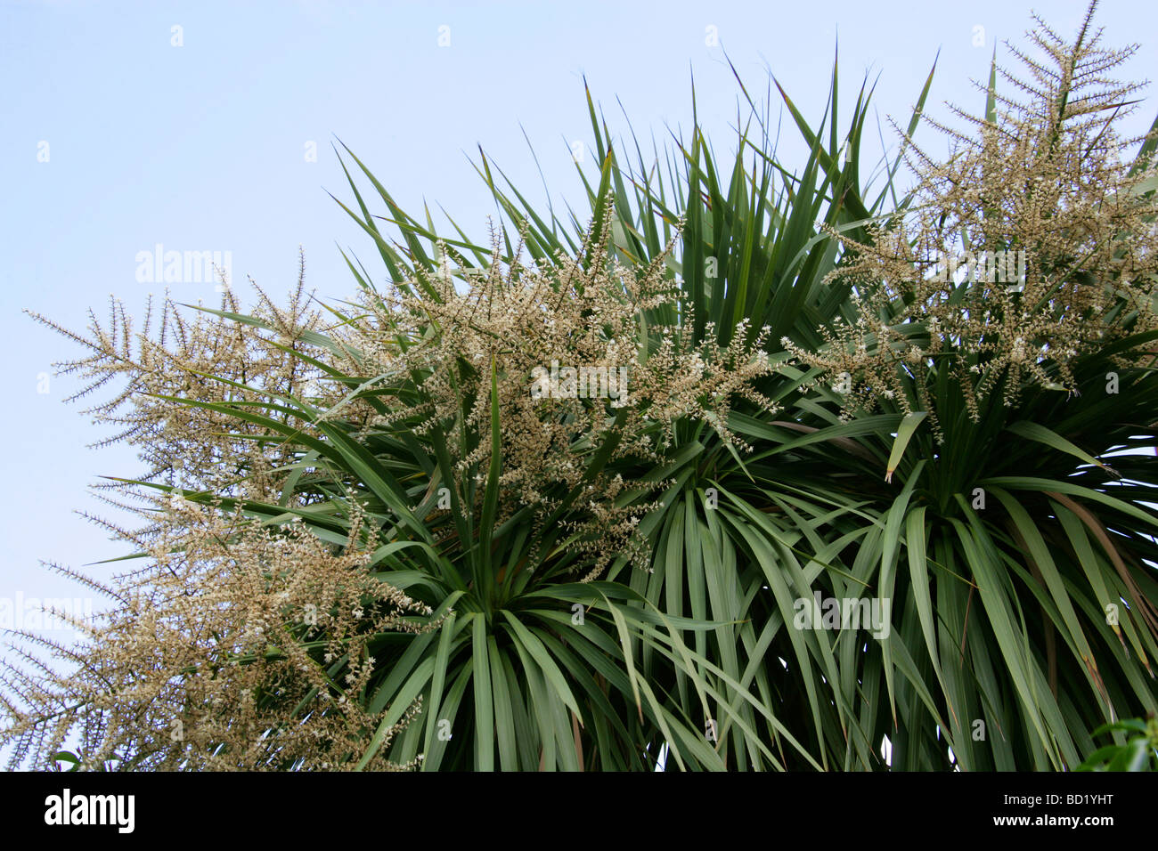 Cabbage Palm, Cordyline australis, Asparagaceae aka Cabbage Tree, Cabbagetree, Fountain or Giant Dracaena. New Zealand Stock Photo
