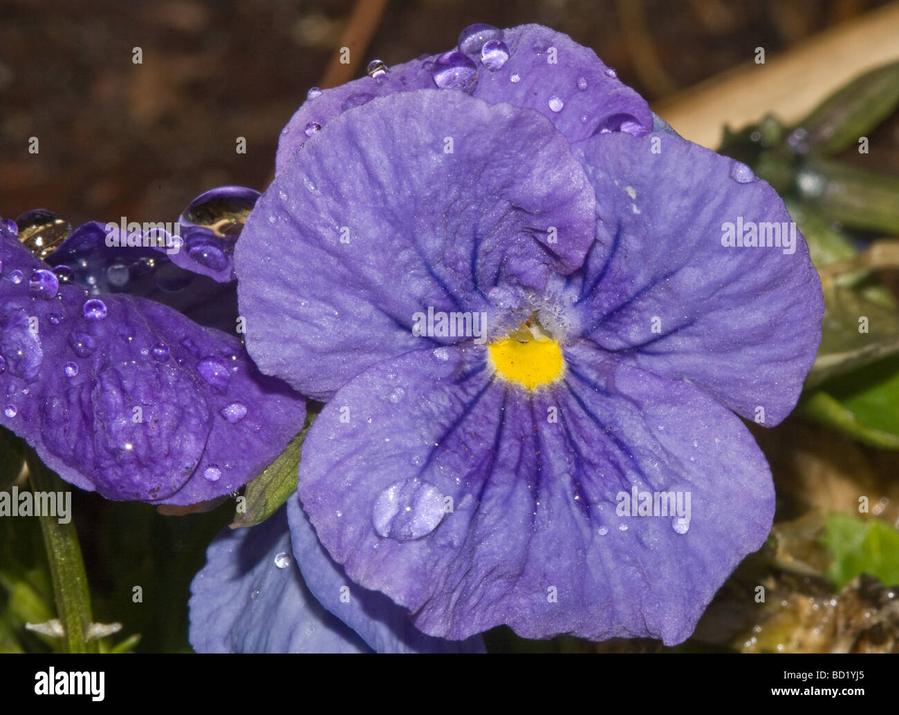 A purple spring Stock Photo - Alamy