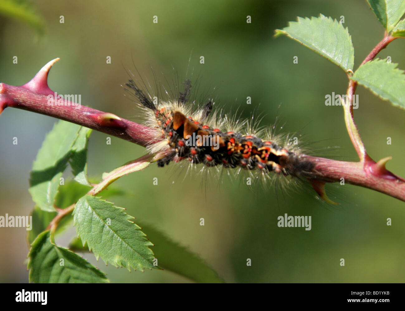 Rusty Tussock Moth or Vapourer Caterpillar, Orgyia antiqua, Lymantriidae, Lepidoptera. Stock Photo