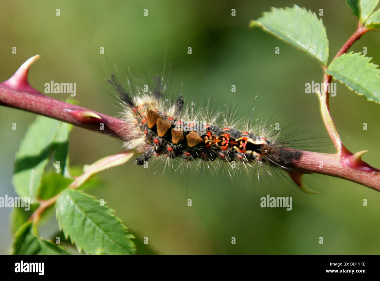 Rusty Tussock Moth or Vapourer Caterpillar, Orgyia antiqua, Lymantriidae, Lepidoptera. Stock Photo