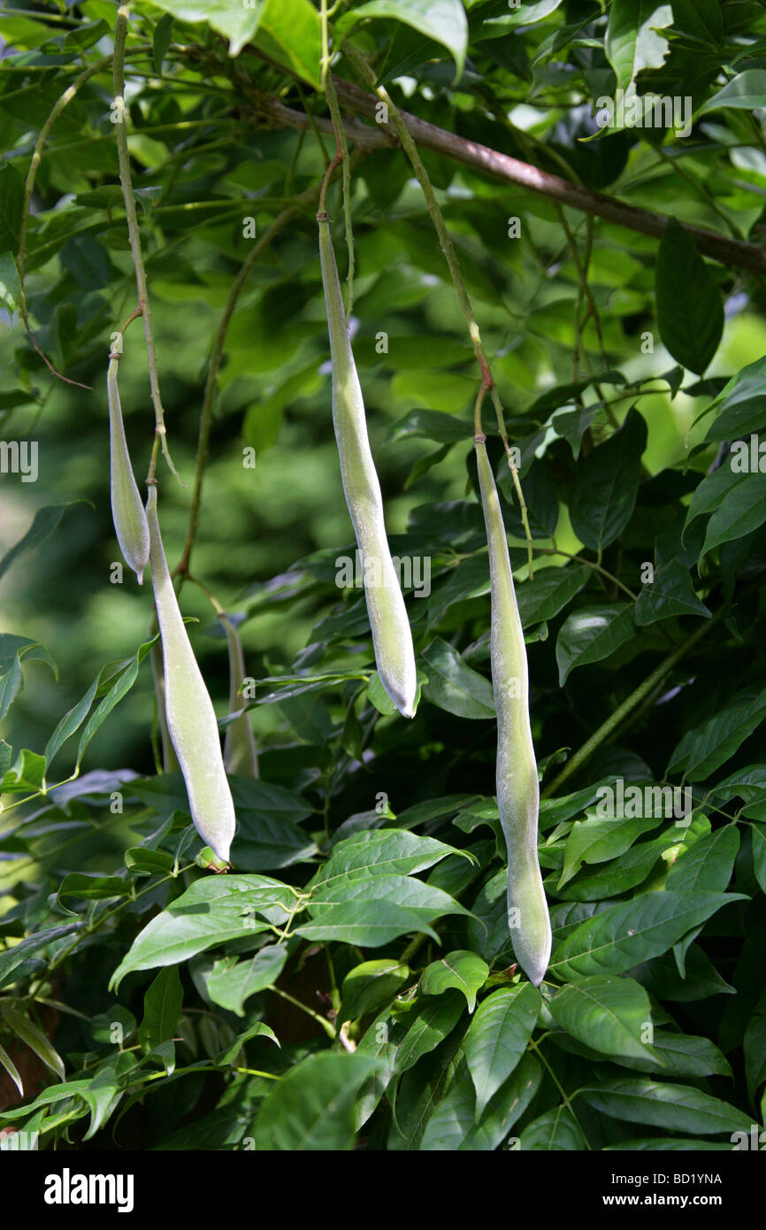 Chinese Wisteria Seed Pods, Wisteria sinensis, Fabaceae. China Stock Photo