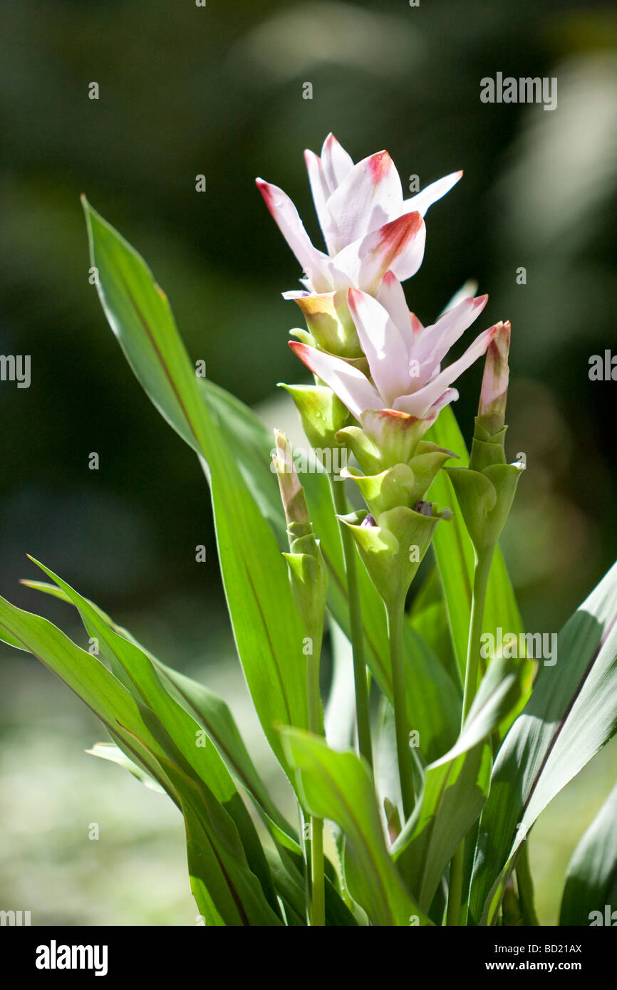 Turmeric flower hi-res stock photography and images - Alamy