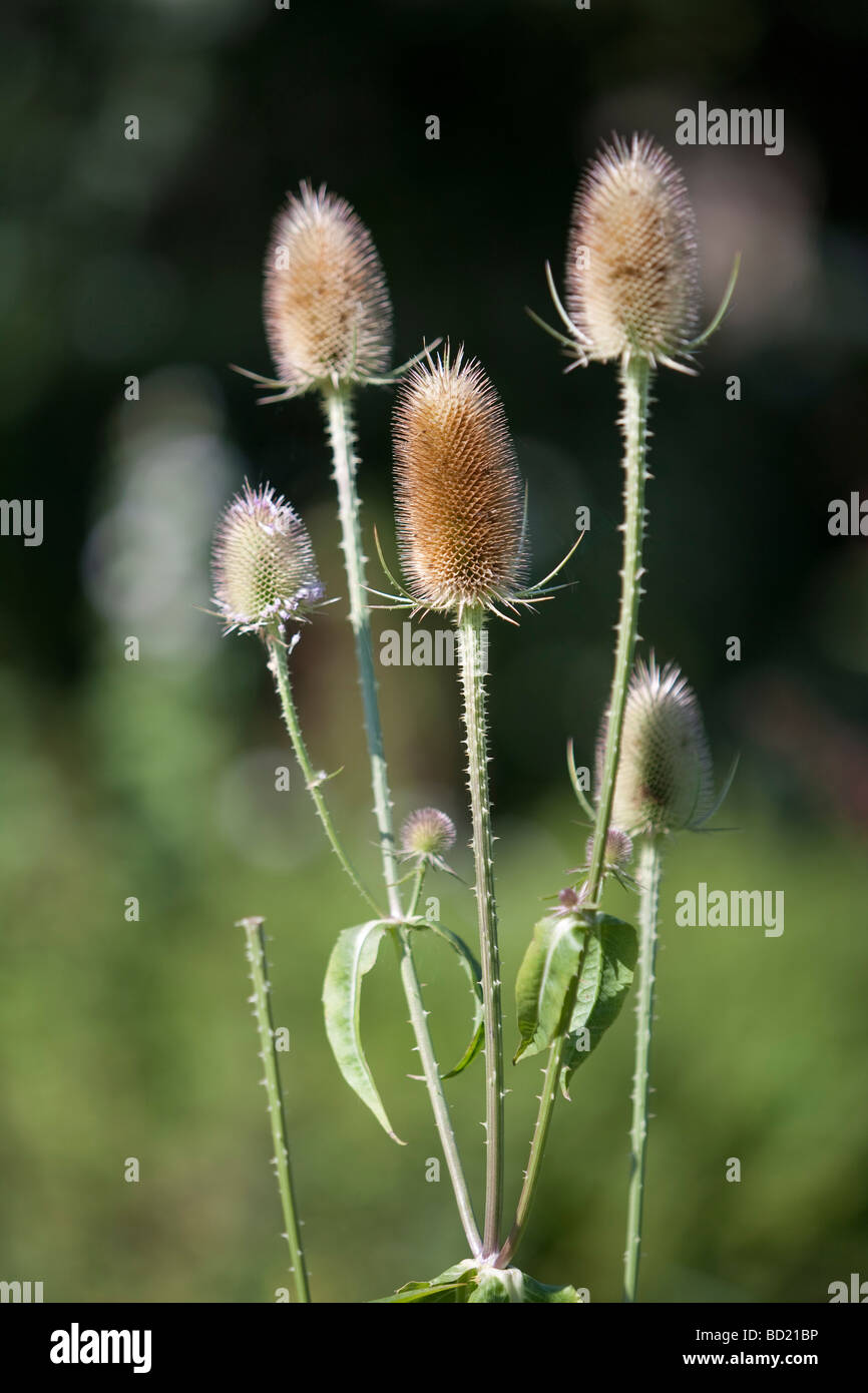 Dipsacus fullonum teasel Stock Photo