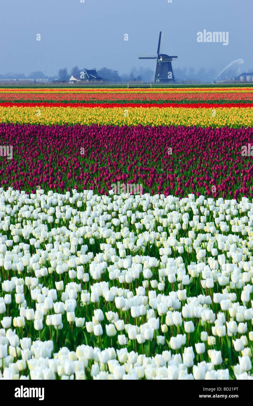 Tulip Fields North Holland Netherlands Stock Photo - Alamy