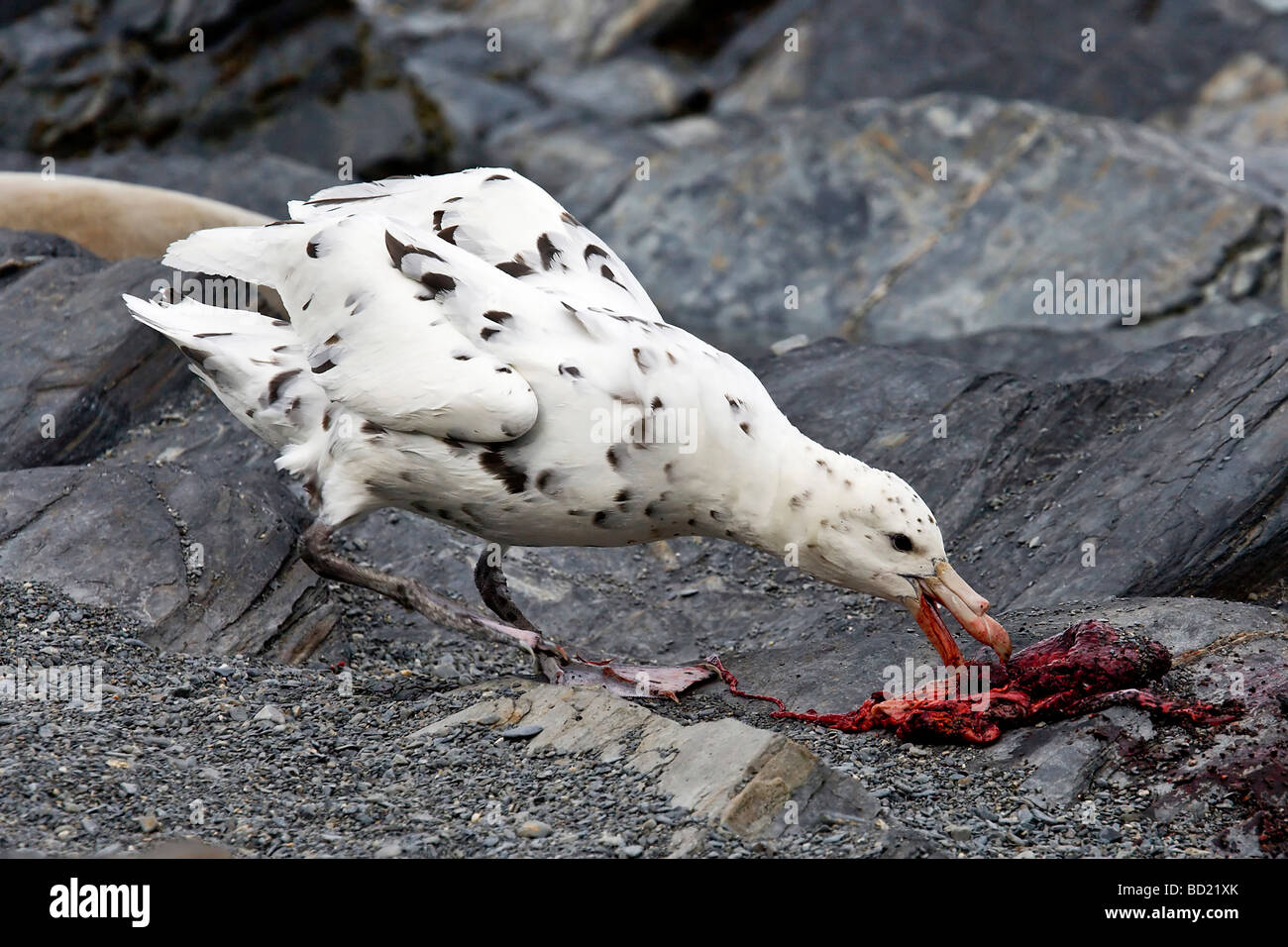 White-morph Southern Giant Petrel eats a fur seal afterbirth, Fortuna Bay, South Georgia Stock Photo