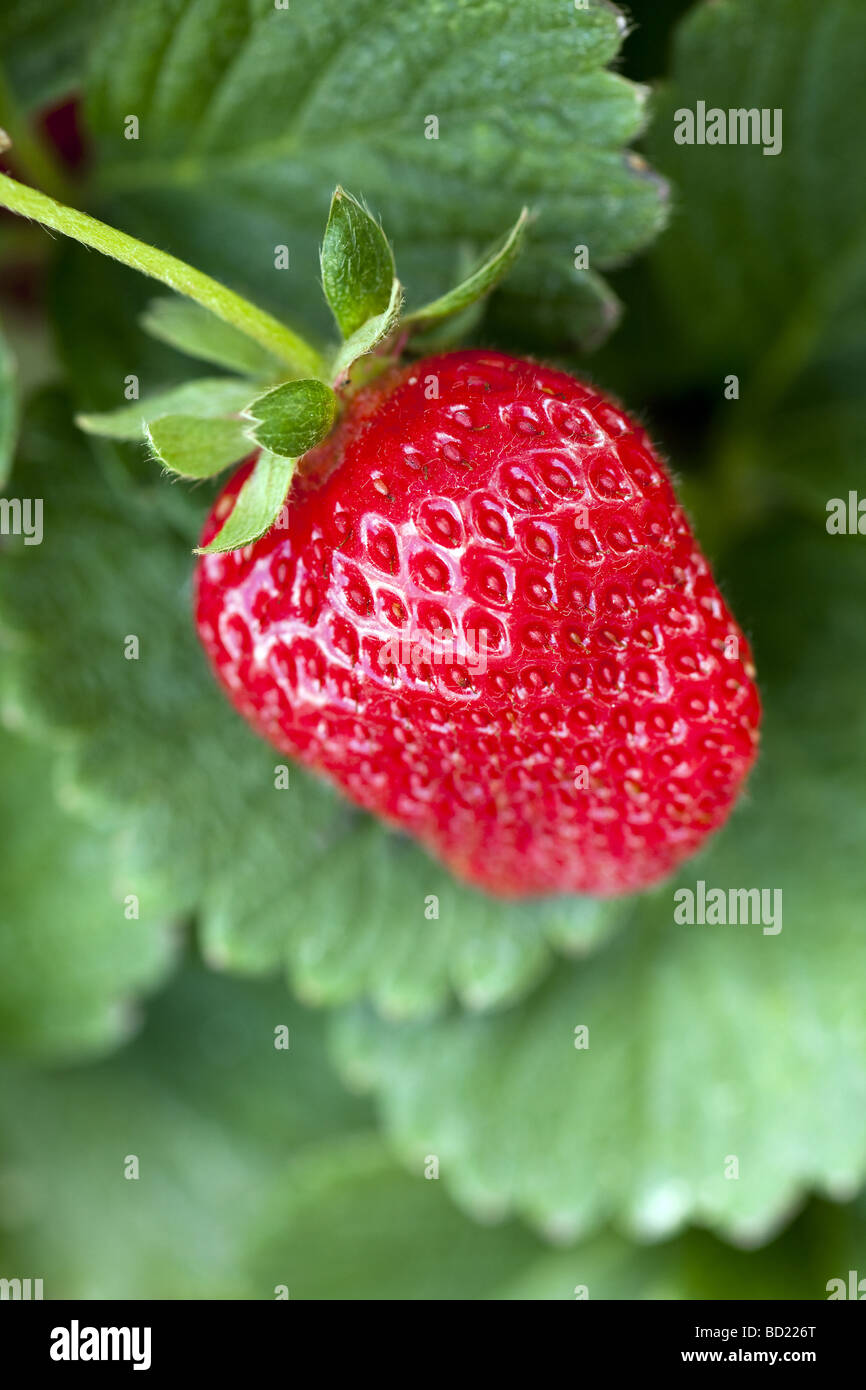 ripe strawberry on a plant ready to harvest Stock Photo - Alamy