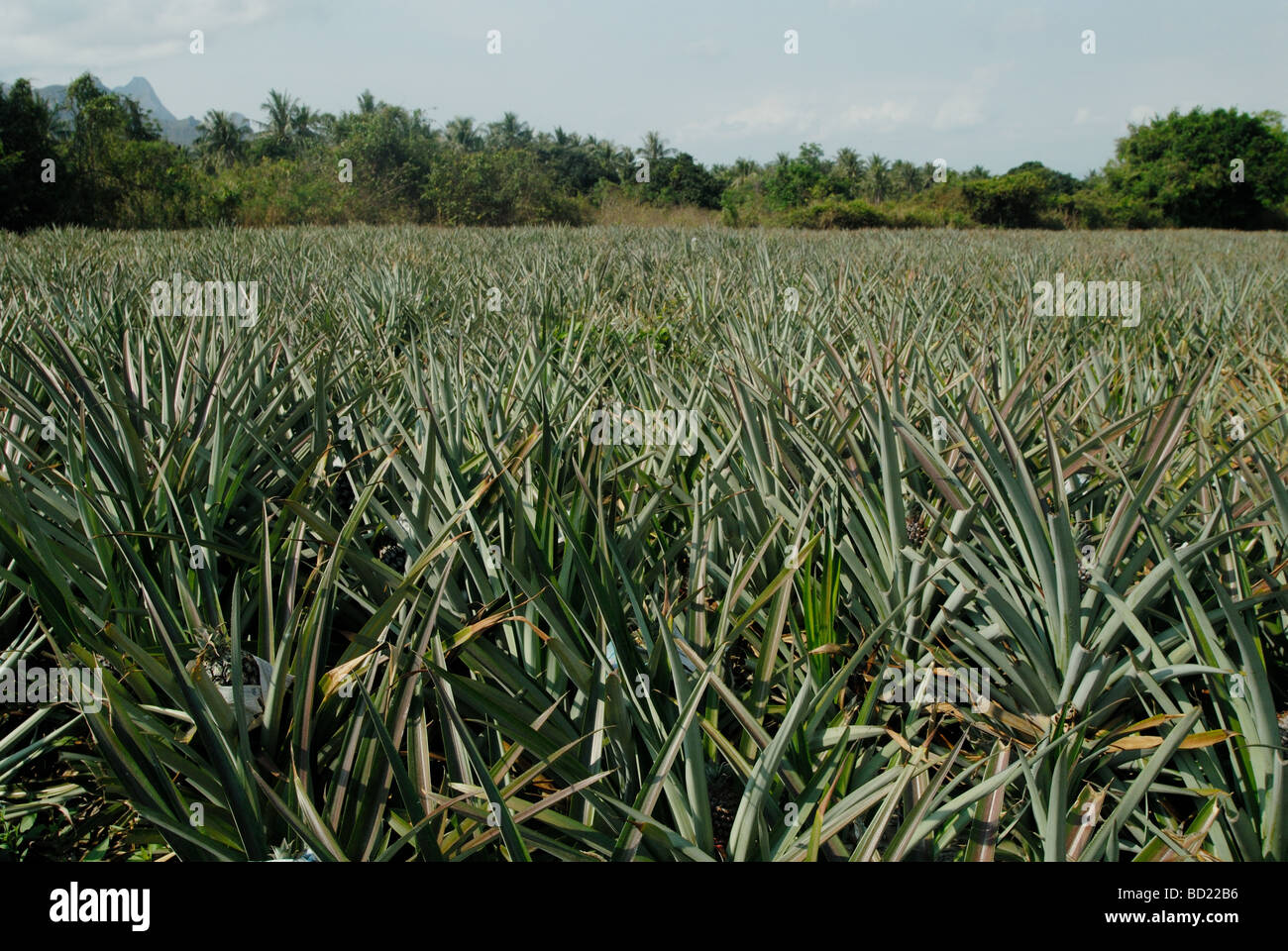 Pineapple (Ananas comosus) field / plantation Stock Photo